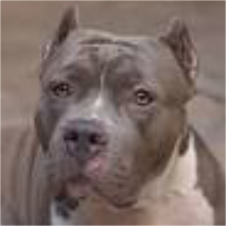 Mosciano Sant’Angelo - Un pittbull impedisce ai ragazzi di andare a scuola: catturato